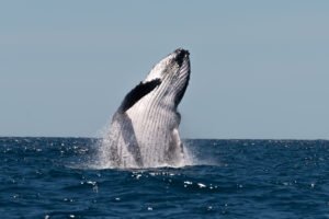 Ricerca e Avvistamento Balene