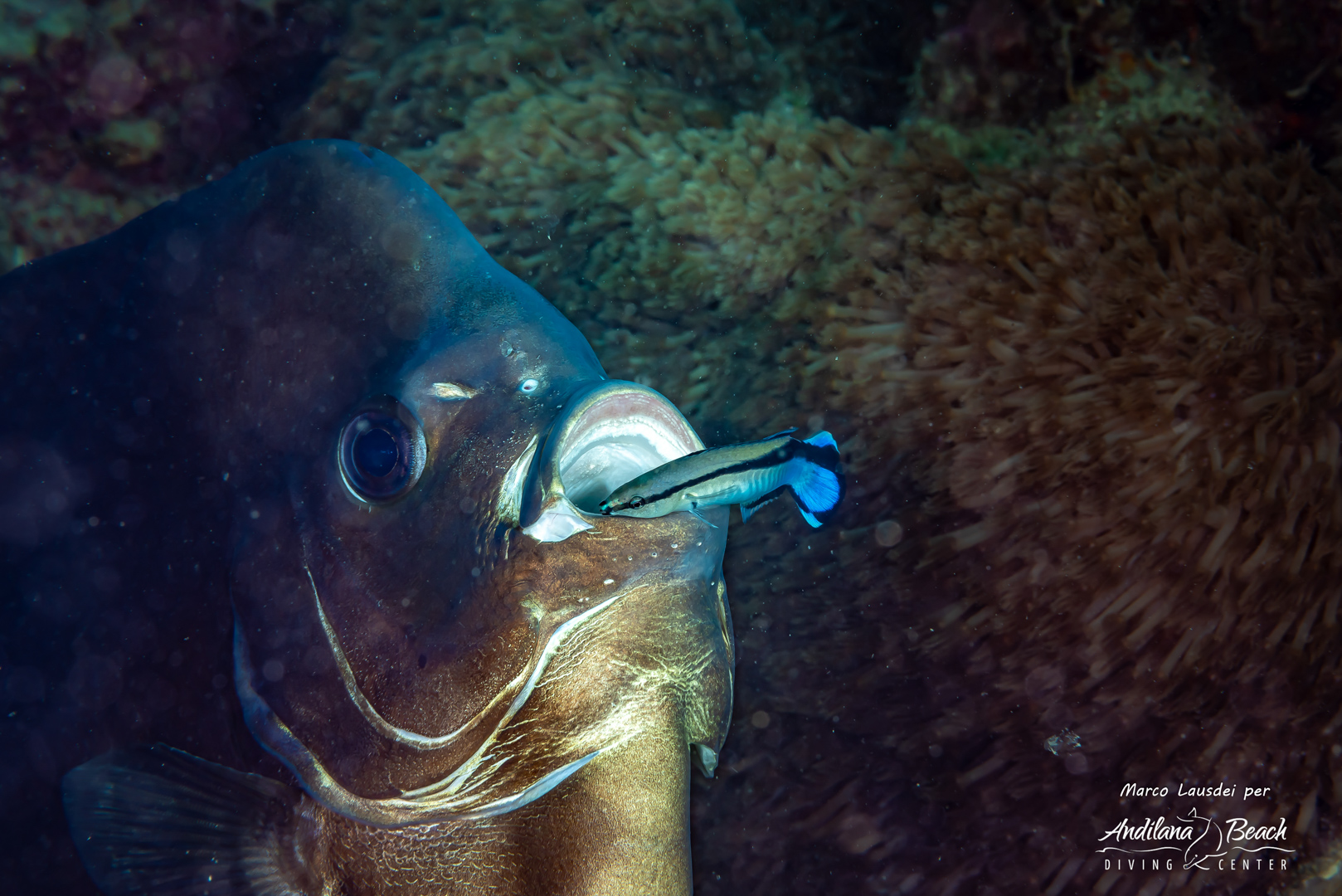 Tanikely 20-7-19 (Ghostpipe) (5) | Andilana Beach Diving Center - Nosy