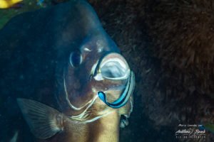 Tanikely 20-7-19 (Ghostpipe) (6) – Andilana Beach Diving Center – Nosy